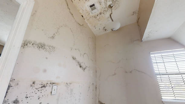 Best Black Mold Removal  in Chinchilla, PA