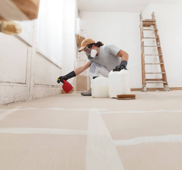 Professional Mold Removal in Chinchilla, PA