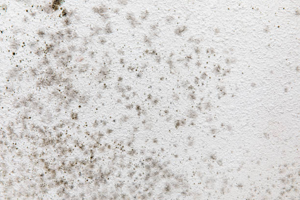 Best Real Estate Mold Inspection  in Chinchilla, PA